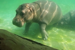 PEREIRA: GIORNATA INTERA AL BIOPARCO DI UKUMARI CON PRANZO