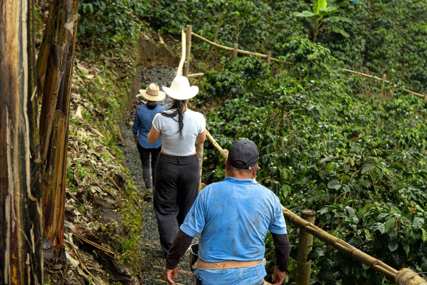 Pereira: tour del caffè a Grisales, un'esperienza sensoriale immersiva