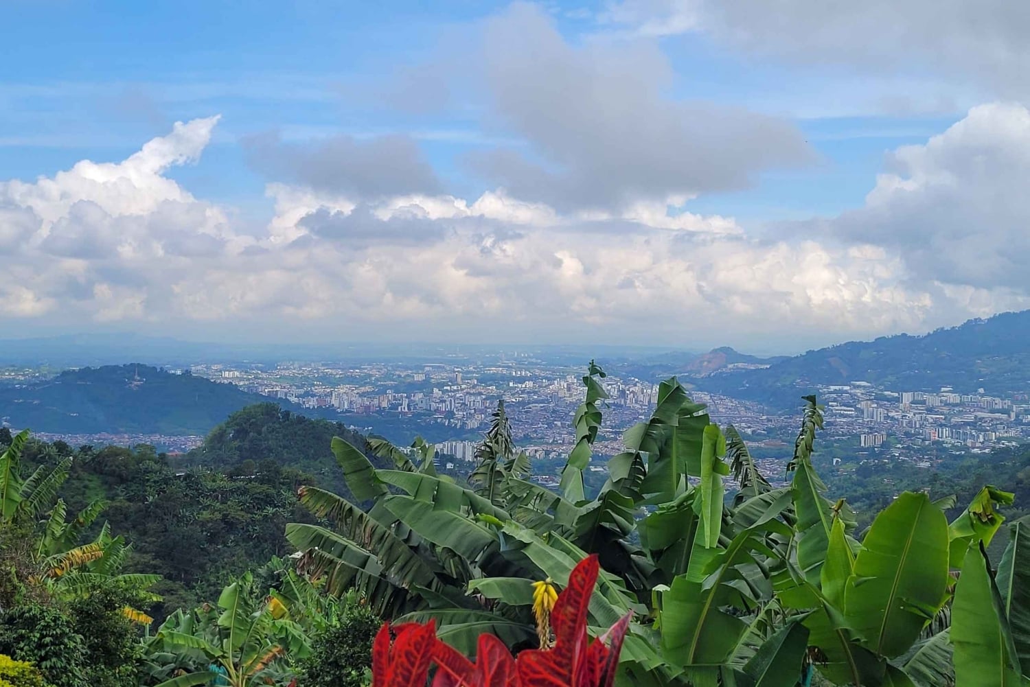 Pereira: tour del caffè a Grisales, un'esperienza sensoriale immersiva