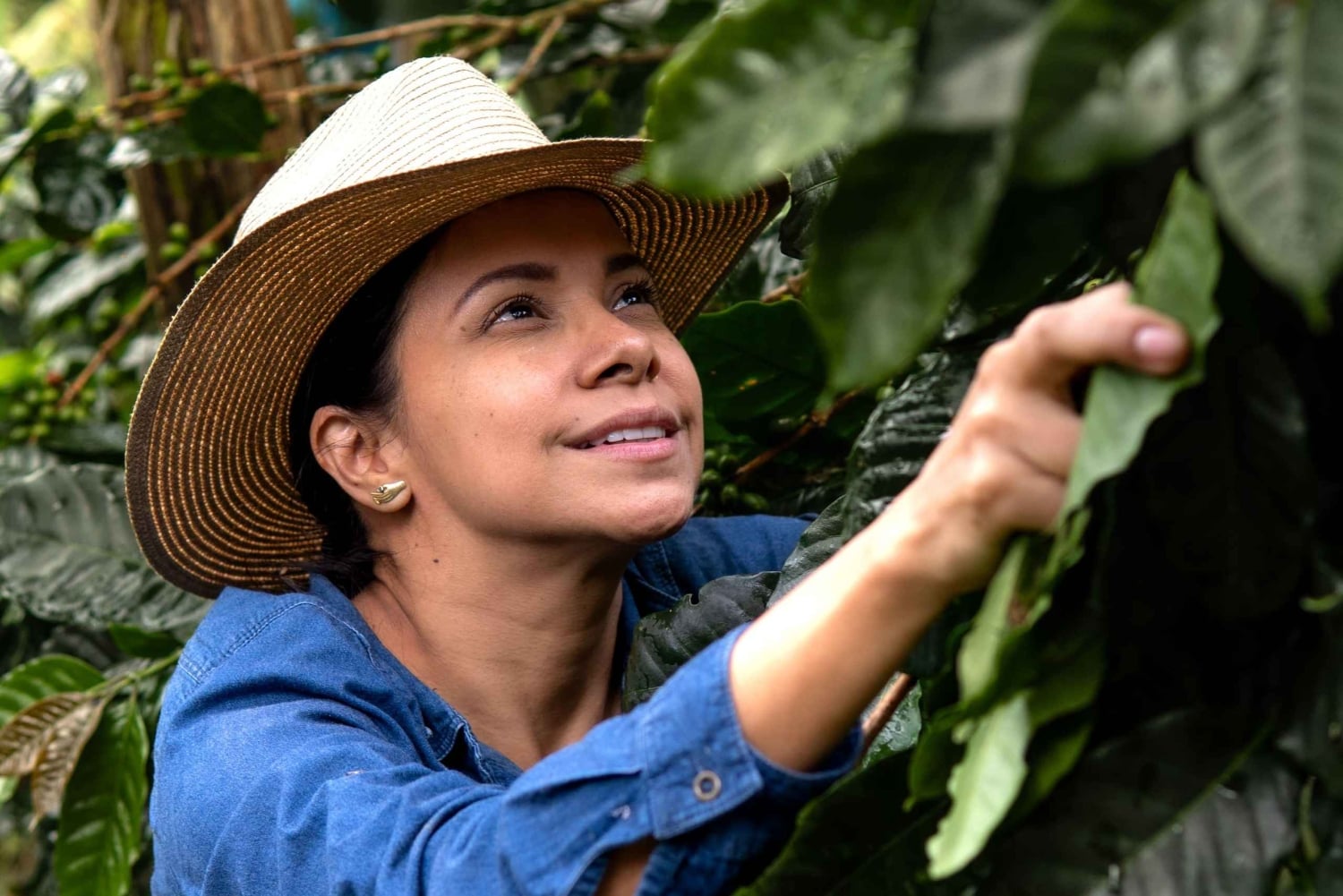 Pereira: tour del caffè a Grisales, un'esperienza sensoriale immersiva