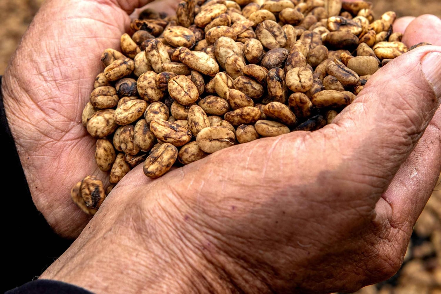 Pereira: tour del caffè a Grisales, un'esperienza sensoriale immersiva