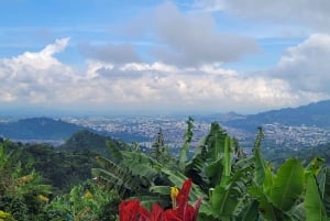 Pereira: tour del caffè a Grisales, un'esperienza sensoriale immersiva