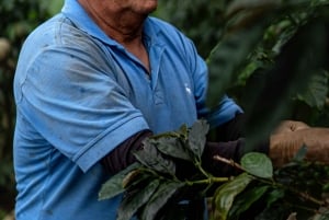 Pereira: tour del caffè a Grisales, un'esperienza sensoriale immersiva