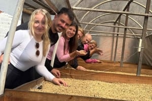 Pereira: tour del caffè a Grisales, un'esperienza sensoriale immersiva