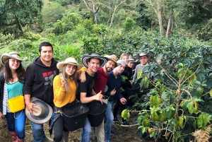 Pereira & Salento: Cocora Valley and Coffee Farm Day Tour