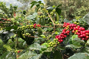 Pereira & Salento: Coffee Tour With Tasting and Lunch
