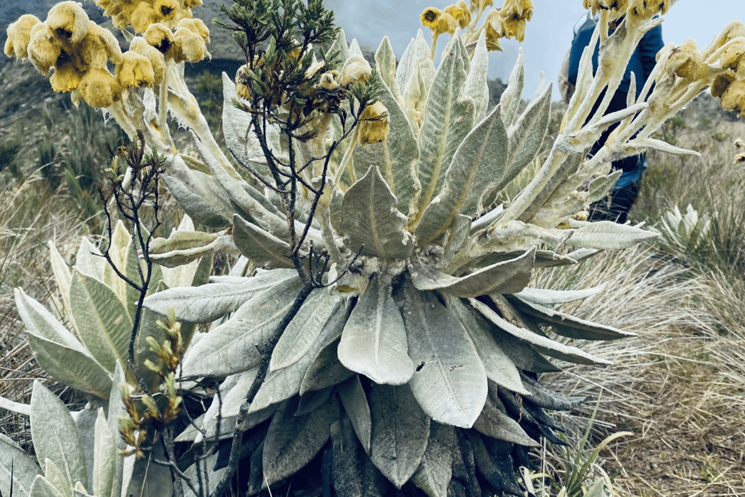 Pijao: vierailu frailejones-kasveihin Páramo de Chillin aavikolla