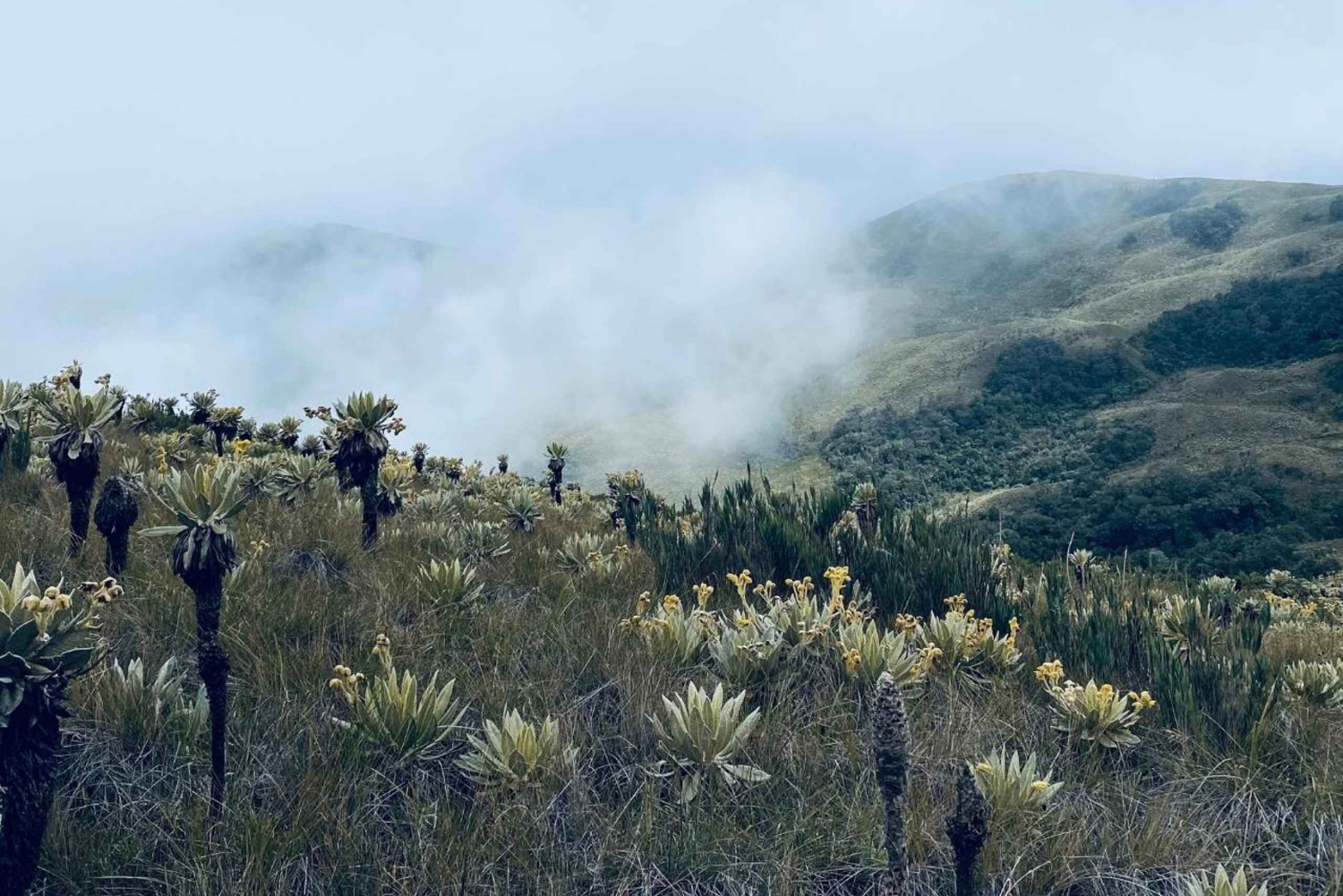 Pijao: vierailu frailejones-kasveihin Páramo de Chillin aavikolla