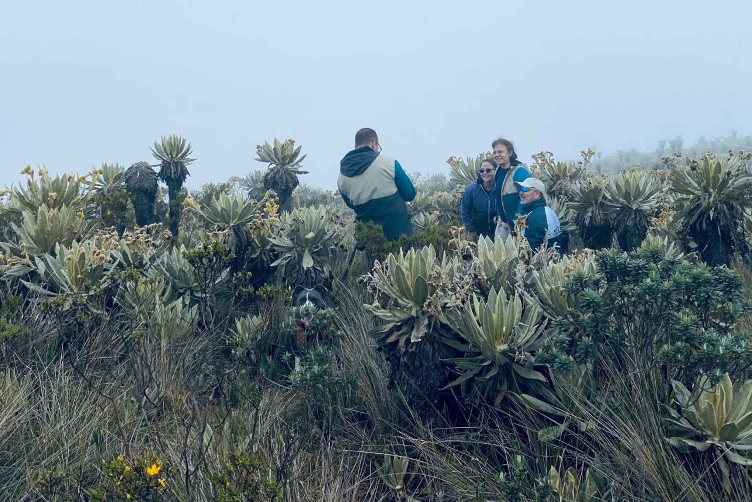 Pijao: vierailu frailejones-kasveihin Páramo de Chillin aavikolla