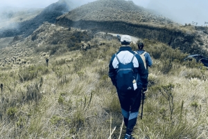 Pijao: vierailu frailejones-kasveihin Páramo de Chillin aavikolla