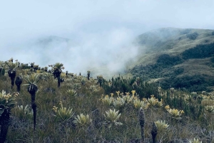 Pijao: vierailu frailejones-kasveihin Páramo de Chillin aavikolla