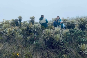 Pijao: vierailu frailejones-kasveihin Páramo de Chillin aavikolla