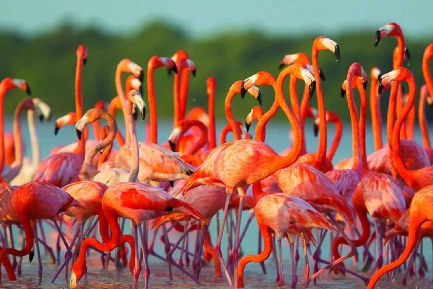 Rosa Flamingos, Ranchería und Sonnenuntergang in Mayapo