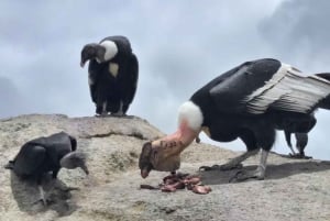 Popayan: Condor Watching in Purace + San Juan Hot Springs