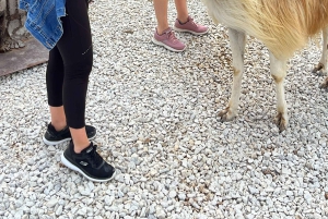 Visite PREMIUM à Guatapé, BATEAU DE LUXE et TRANSPORT GRATUIT depuis Medellín