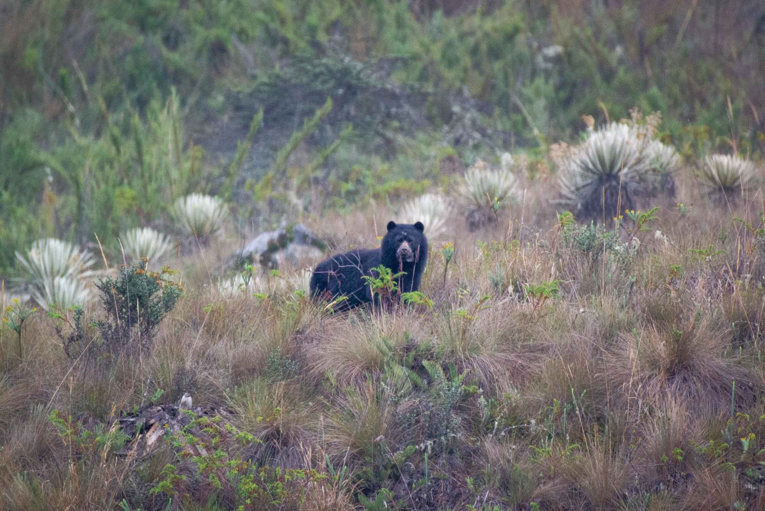 Private sight Tour Chingaza Paramo from Bogota, Andean Bear