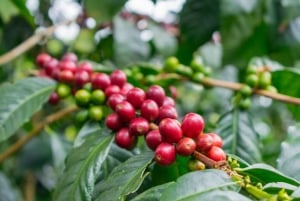 Private Tour in an Authentic, Ecological Local Coffee Finca