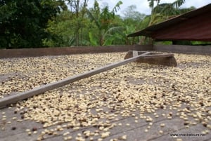 Private Tour in an Authentic, Ecological Local Coffee Finca