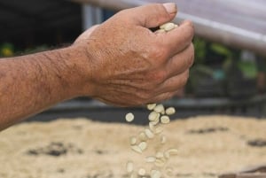 Private Tour in an Authentic, Ecological Local Coffee Finca