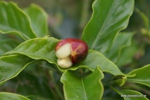 Private Tour in an Authentic, Ecological Local Coffee Finca