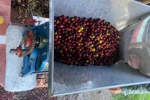 Private Tour in an Authentic, Ecological Local Coffee Finca