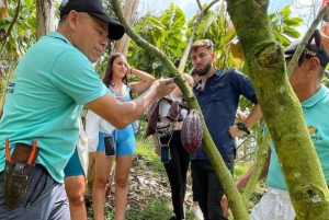 Visite privée de la plantation et de la transformation du chocolat