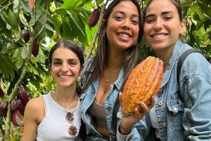 Visite privée de la plantation et de la transformation du chocolat