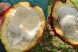 Visite privée de la plantation et de la transformation du chocolat