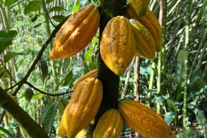 Visite privée de la plantation et de la transformation du chocolat