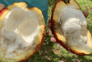 Privat rundtur i chokladplantage och bearbetning