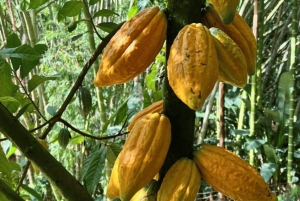 Privat rundtur i chokladplantage och bearbetning