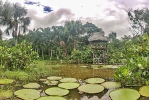 Puerto Nariño: Tre dages tur til Amazonasjunglen og søerne