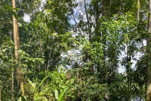 Puerto Nariño: Tre dages tur til Amazonasjunglen og søerne