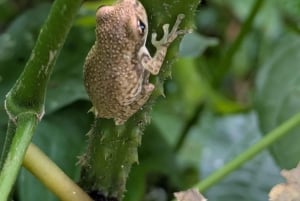 Puerto Nariño: Tre dages tur til Amazonasjunglen og søerne