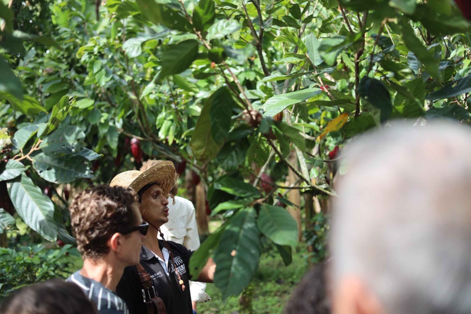 Quimbaya: 'Kakao-rejse fra bønne til lykke' gårdstur