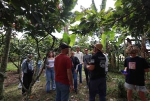 Quimbaya: 'Cacao Journey from Bean to Bliss' Farm Tour