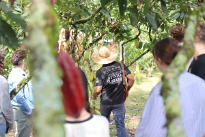 Quimbaya: 'Kakao-rejse fra bønne til lykke' gårdstur