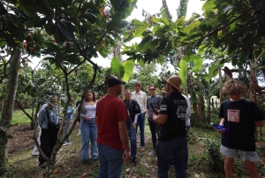 Quimbaya: 'Kakao-rejse fra bønne til lykke' gårdstur
