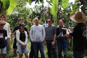 Quimbaya: 'Kakao-rejse fra bønne til lykke' gårdstur