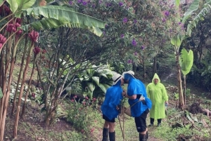 Tour del Salento e della Cócora + Fattoria del caffè da Pereira/Armenia