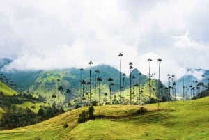 Salento, Cocora and Filandia Tour from Pereira or Armenia