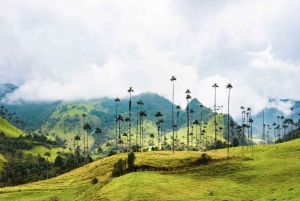 Salento, Cocora and Filandia Tour from Pereira or Armenia
