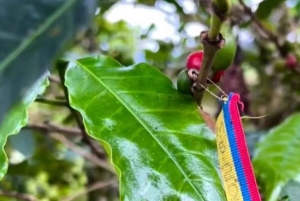 Саленто, долина Кокора и кофейная экскурсия