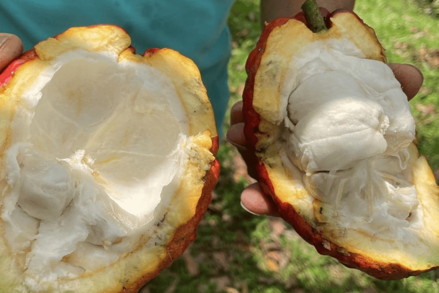 Salento, Cocora Valley & Cocoa Tour from Pereira or Armenia