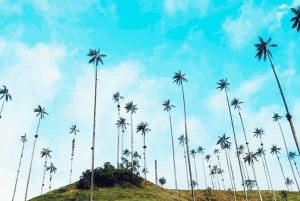 Salento, Cocora Valley & Cocoa Tour from Pereira or Armenia