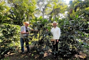Salento: Delad rundtur på kaffefarm