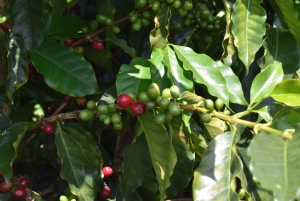 Salento: Kaffetur og rundvisning i Filandia med lokal guide