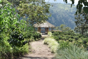 Salento: Kaffetur og rundvisning i Filandia med lokal guide