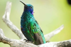 Salento: hike to learn about Birds