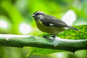 Salento: hike to learn about Birds